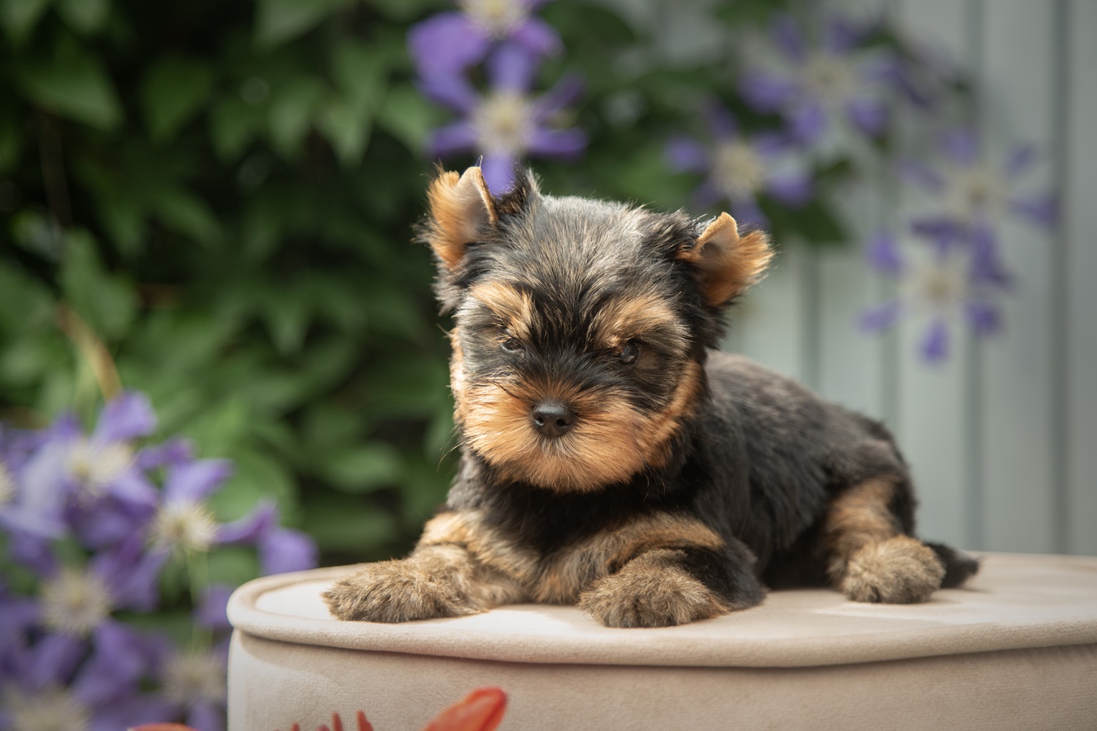Again Love AGAIN LOVE GALAXY &mdash; Labaza DogPedigree YorkshireTerrier